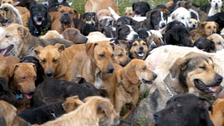 tm-travel_santuario-de-dogs-costa-rica_l_thumb.jpg