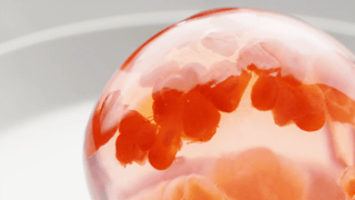 水信玄餅の世界_L.png