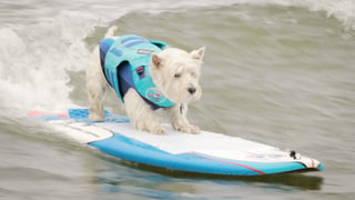 TMTravel-surfe-dos-cachorros_l_thumb.jpg