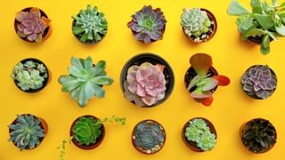 tm-casa-comocuidar-suculenta_l_thumb.jpg