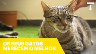 frontline-gatos-merecem-melhor_l_titled_thumb.jpg
