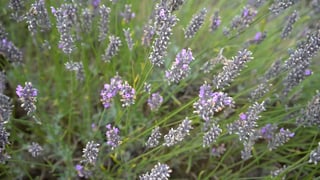 TMTravel-campos-de-lavanda_l_thumb.jpg