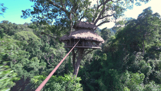 tm-travel_gibbon-experience_L_thumb.png